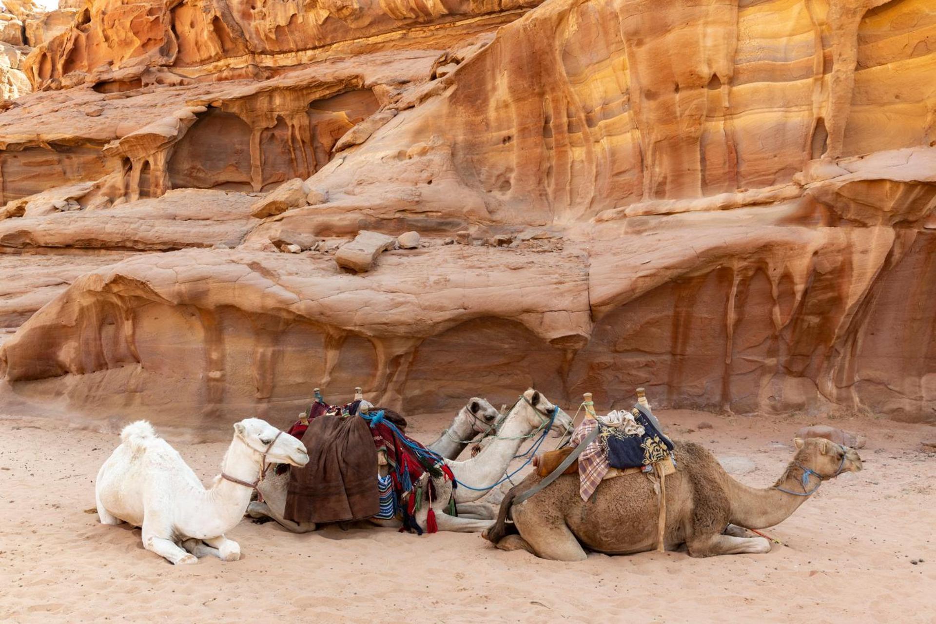 Wadi Rum Camp & Jeep Tour Экстерьер фото