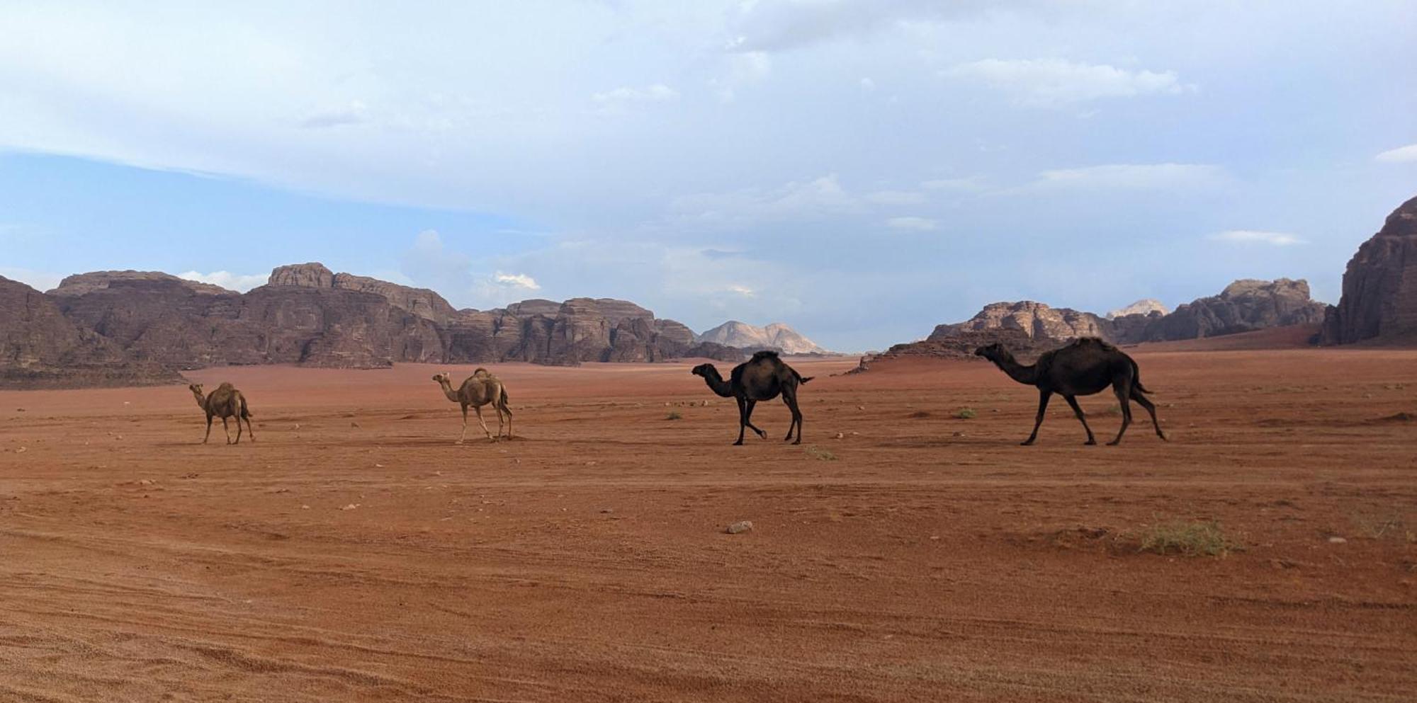 Wadi Rum Camp & Jeep Tour Экстерьер фото