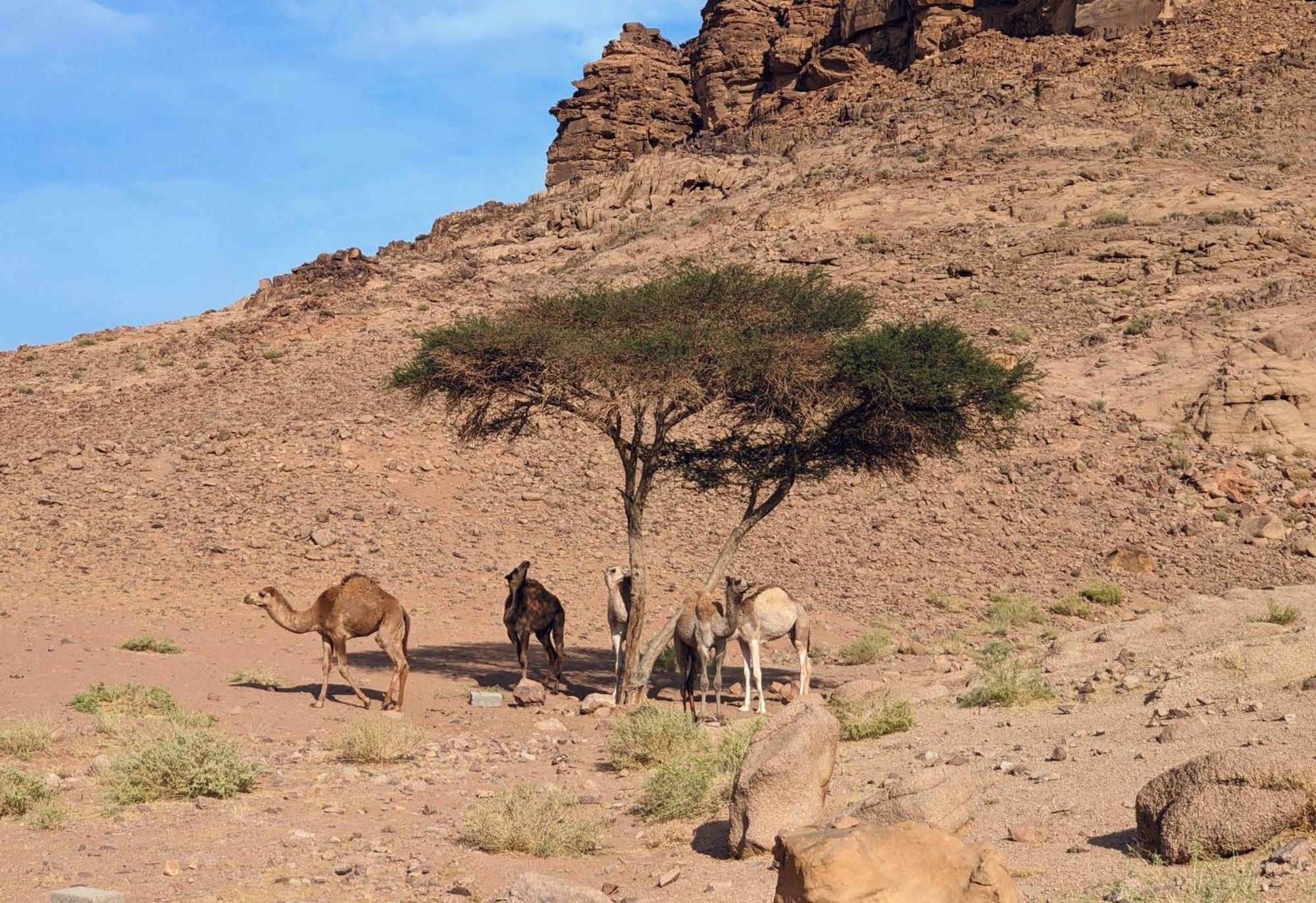 Wadi Rum Camp & Jeep Tour Экстерьер фото